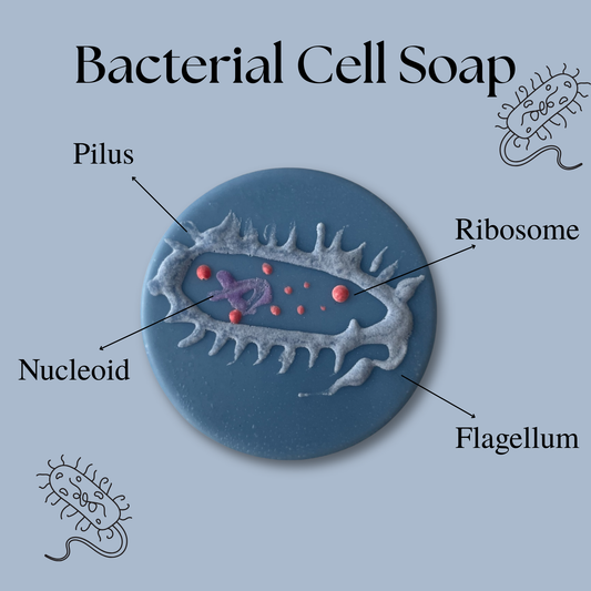 Bacterial Cell Soap