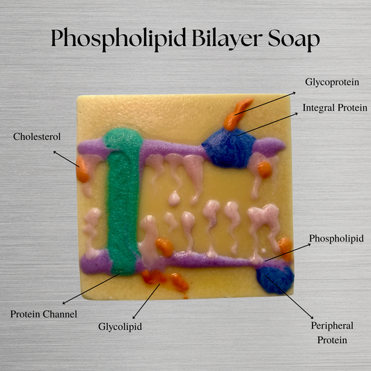 Phospholipid Bilayer Soap